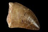 Fossil Mosasaur (Prognathodon) Tooth - Morocco #164151-1
